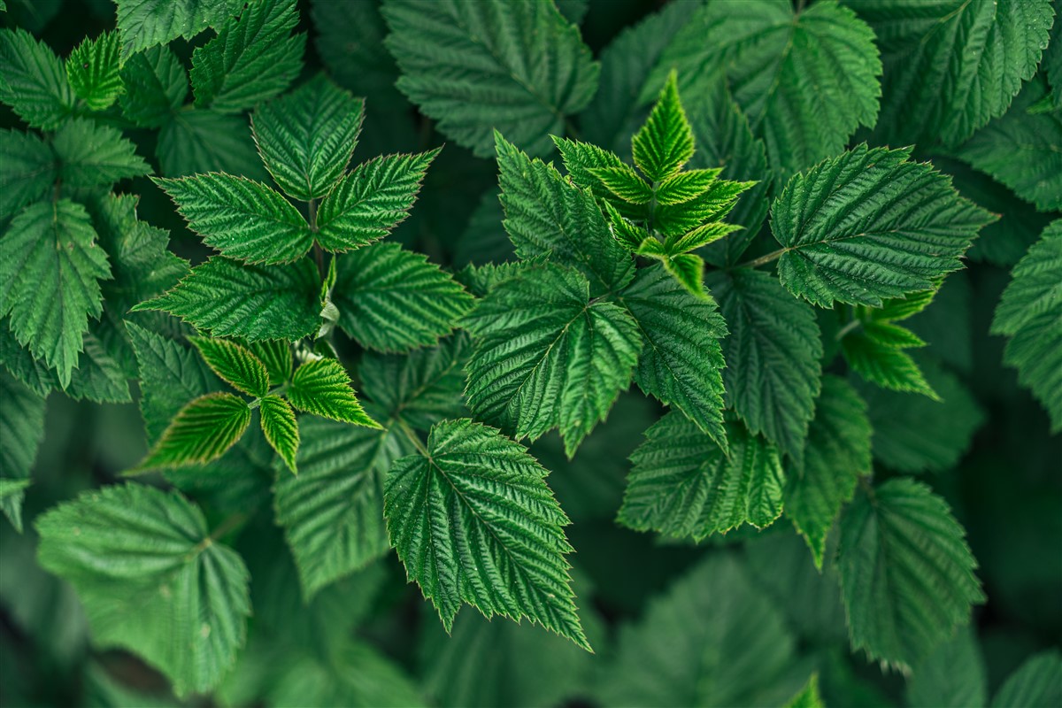 effets thérapeutiques spécifiques des feuilles de framboisier