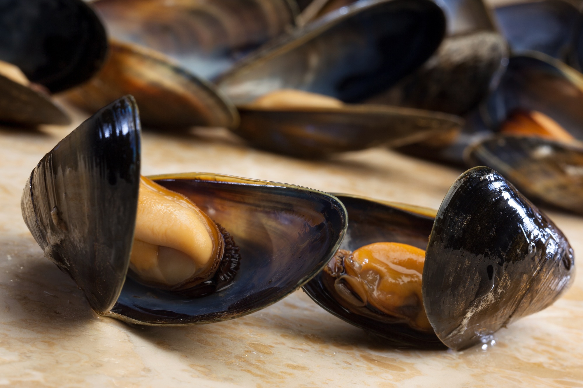 Mussels - Moules mariniere